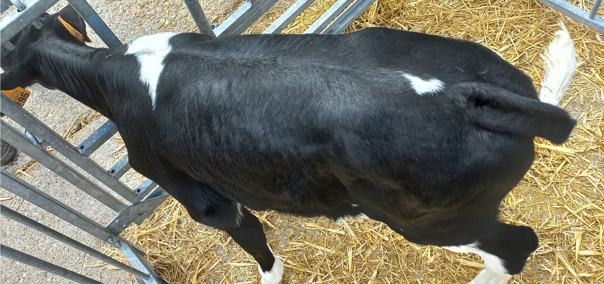 Jongvee Metabole inprenting 968x455px