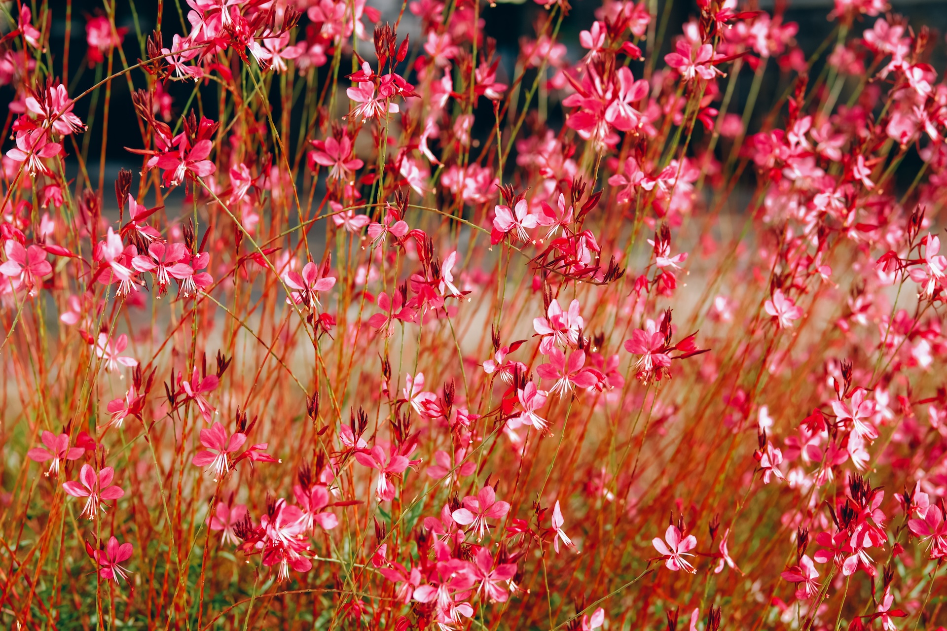 header image gaura