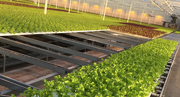 Agers, Saint Petersburg Russie