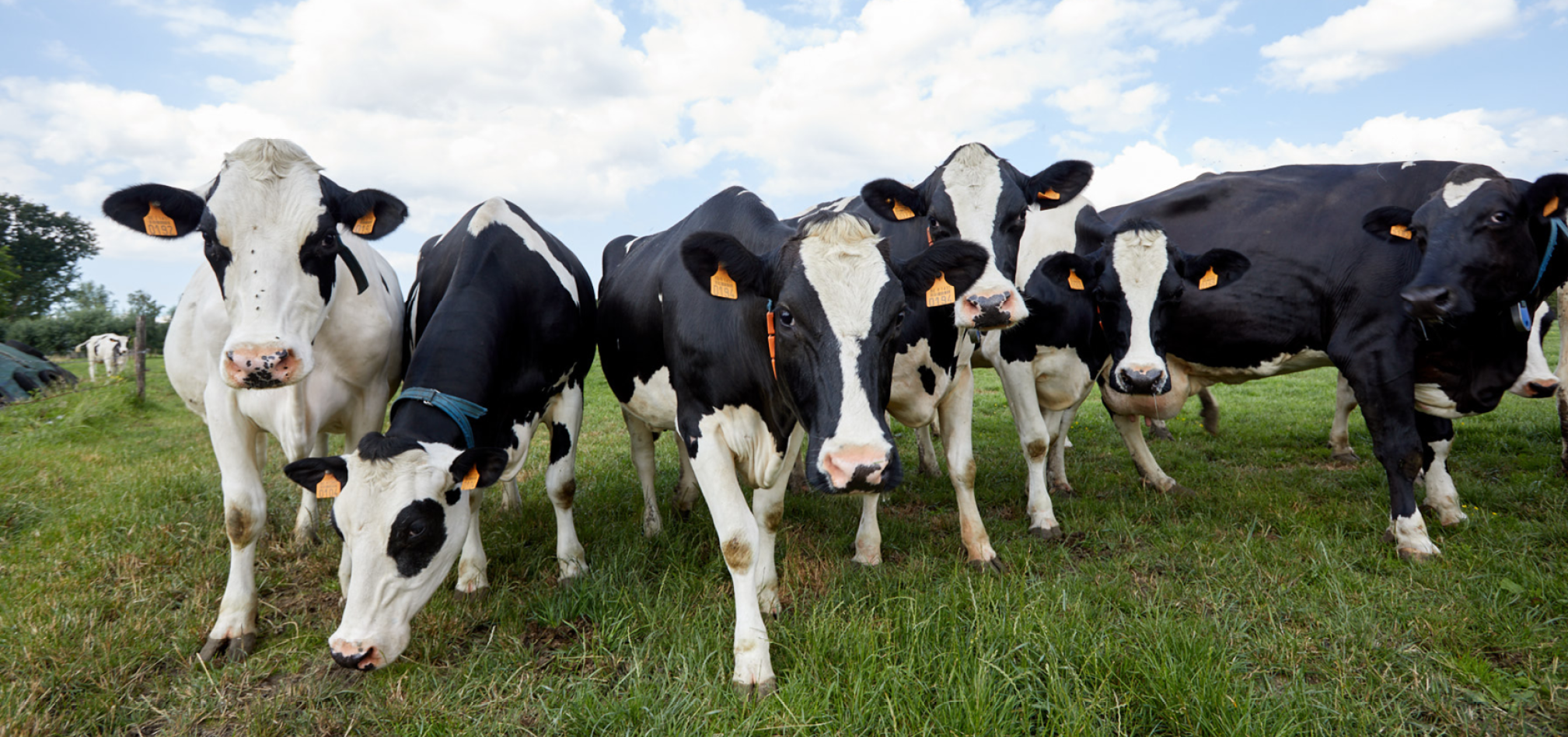 Melkvee gezondheid 968x455px