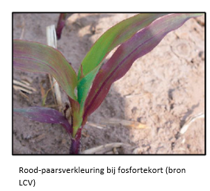 De kracht van doordacht bemesten in maïs I&T1