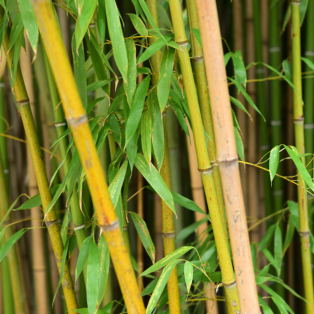 Bambou - Aveve
