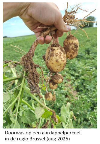 16.09.2025_Nieuwsbrief AH_Hoe je aardappelen bewaren na een droge en warme zomer I&T1