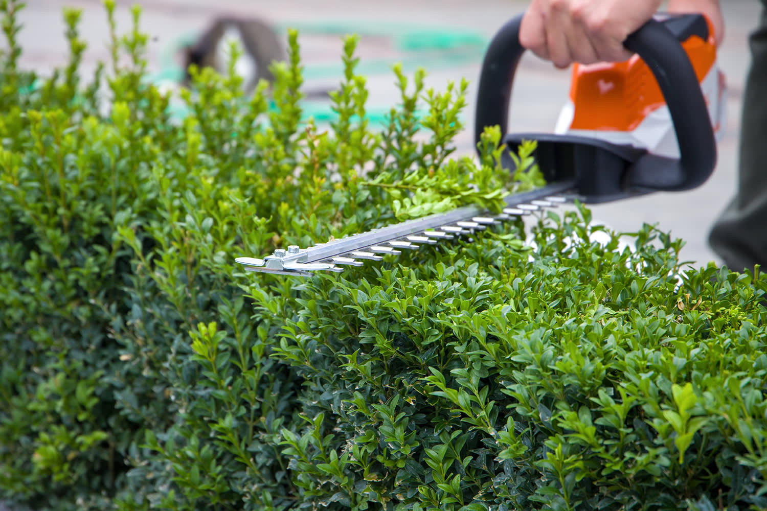 Strakke haag omlijnt tuin - Aveve