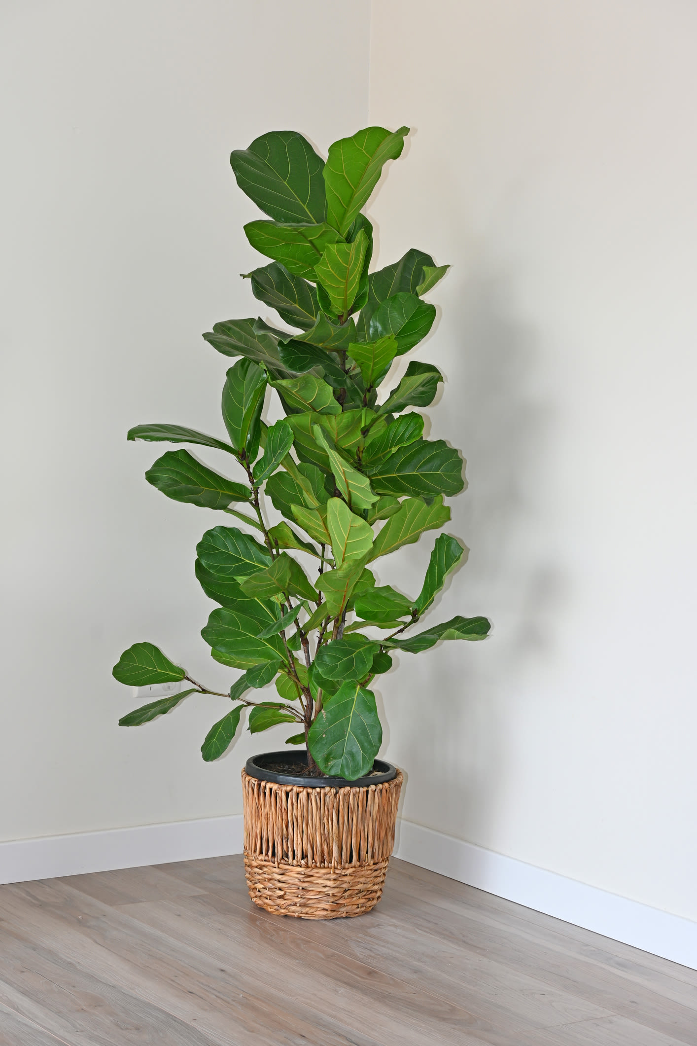 image: ficus lyrata horizontaal