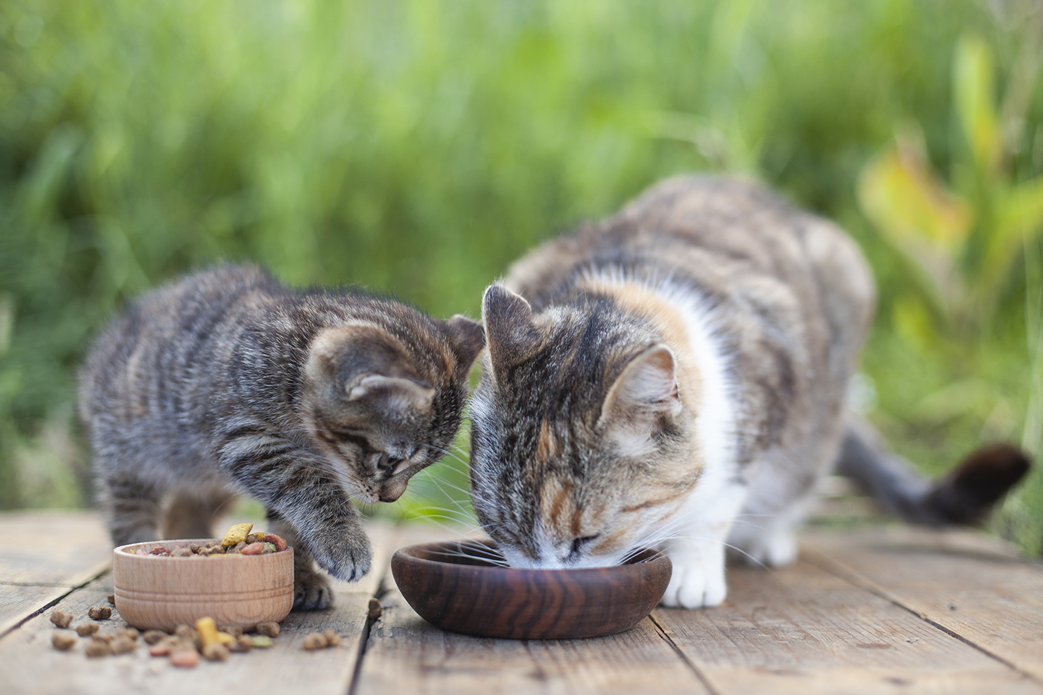Un chat mange dans sa gamelle – Aveve