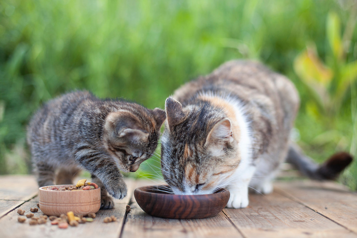 Natvoer en droogvoer voor katten combineren of niet? Aveve