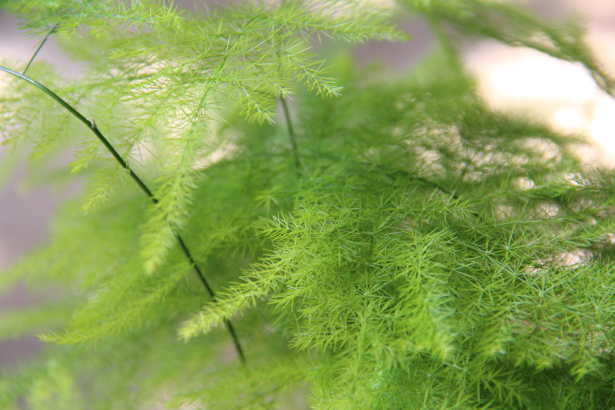 image banner: Asparagus 