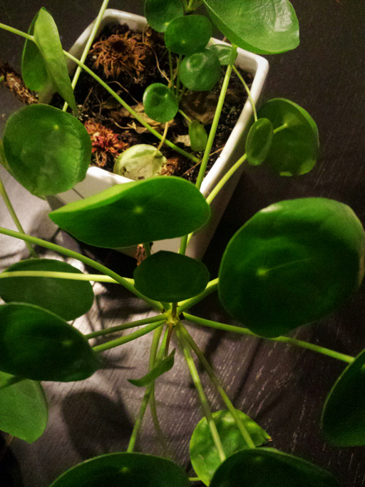 image Pannenkoekenplant