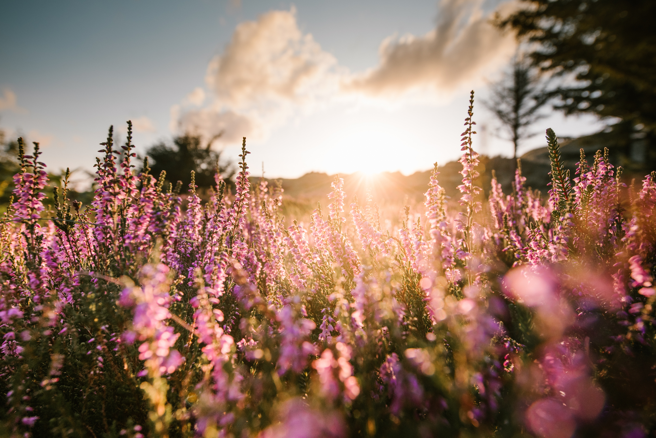 image banner: zomerheide