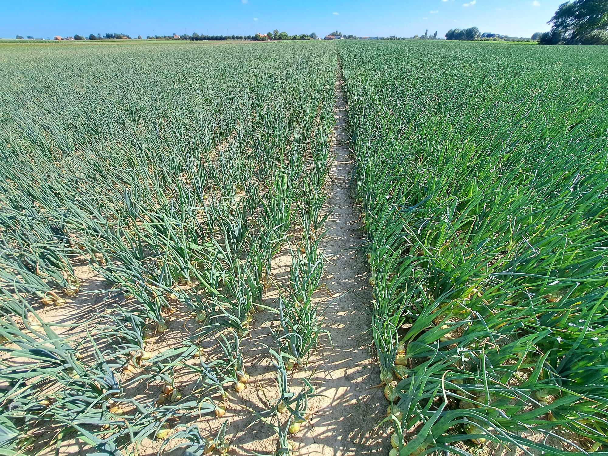 13/03/2026_Fertigatie: de slimste stap naar een hogere opbrengst 