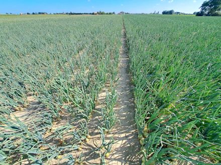 13/03/2026_Fertigatie: de slimste stap naar een hogere opbrengst