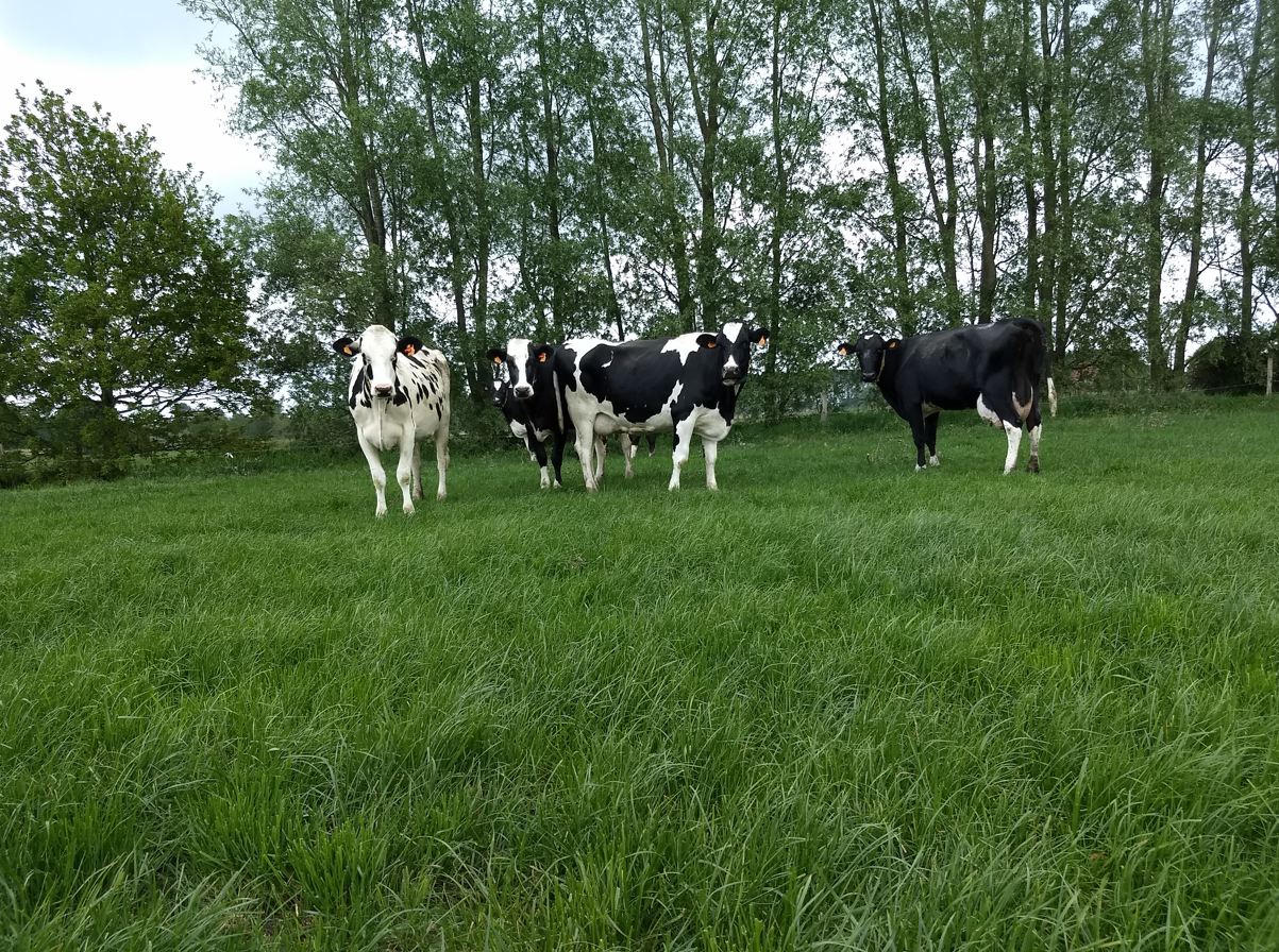 06.11.2024_AN_Nieuwsbrief_Nasleep blauwtong