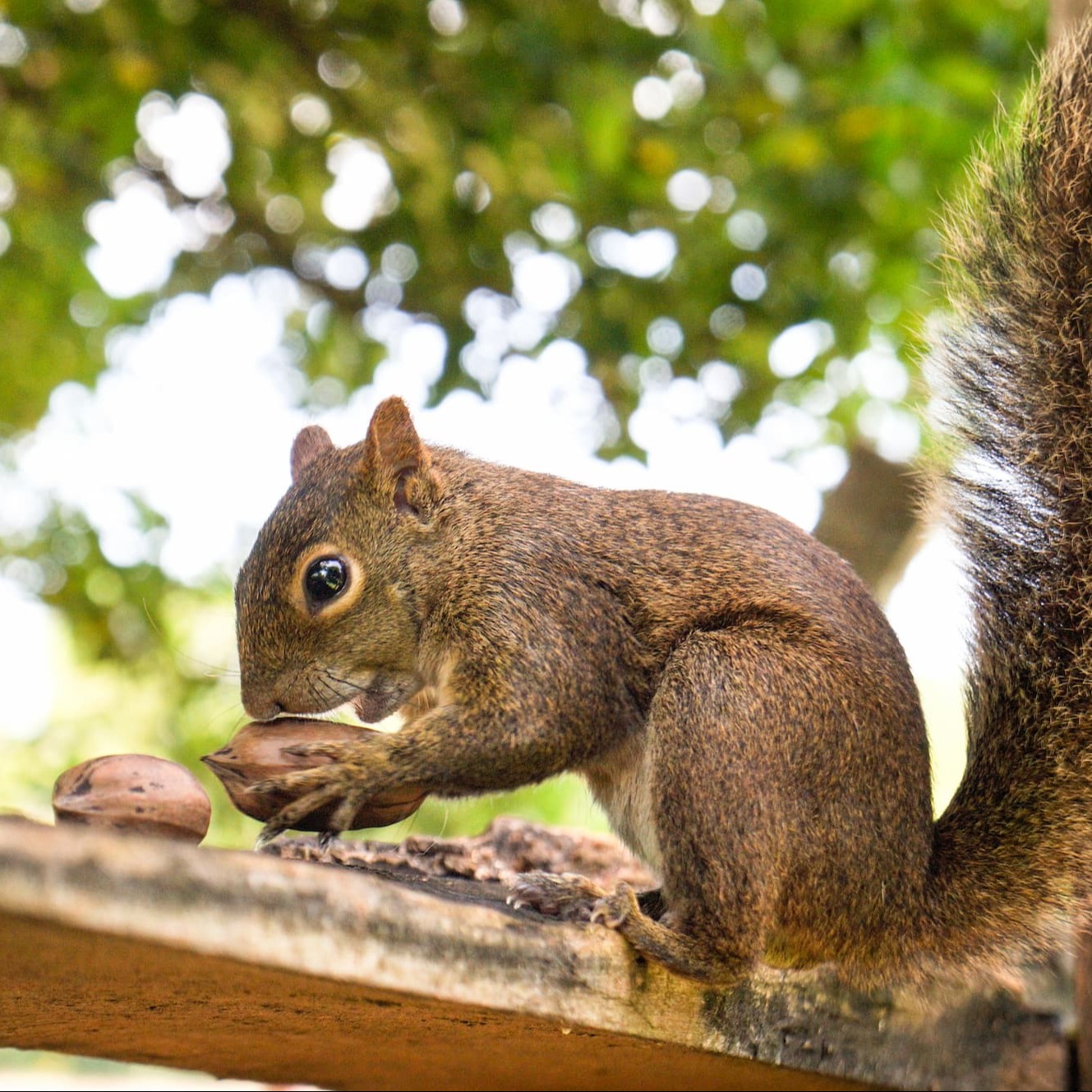 Conseils pour accueillir des écureuils dans son jardin - Aveve