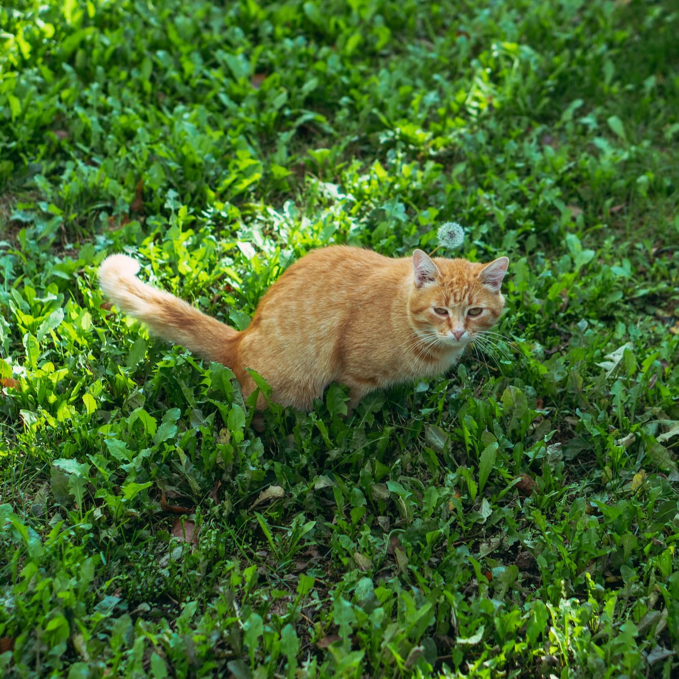 Kat doet behoefte in de tuin - Aveve