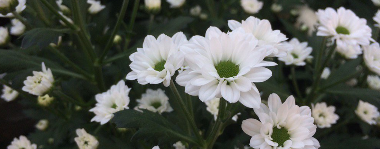 sierteelt meststoffen