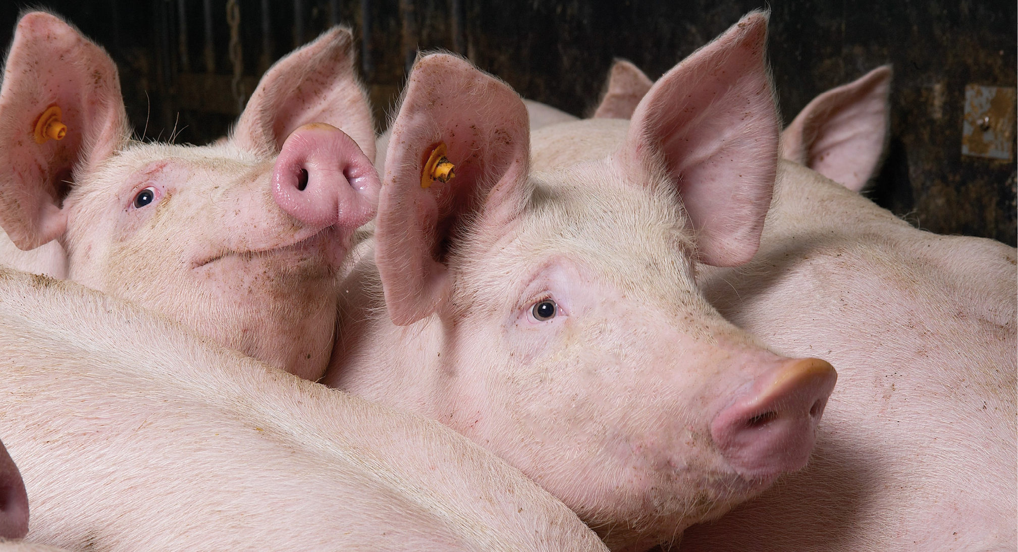 Varkens algemeen 2 968x455px