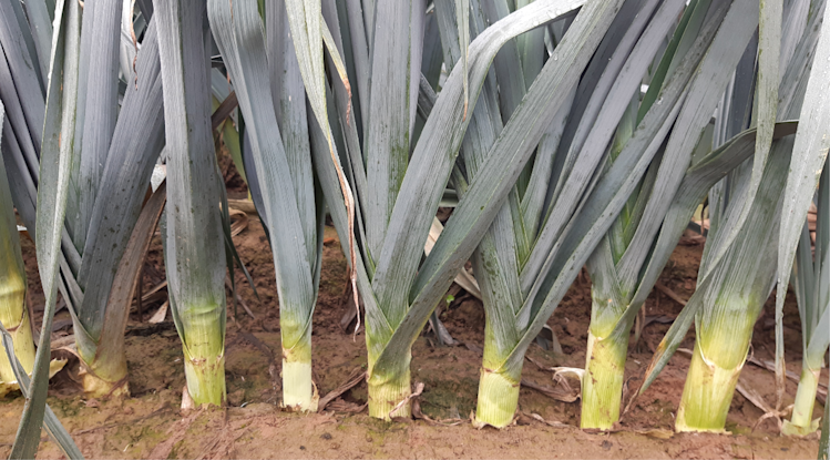 Sanac Poireau 968x536px