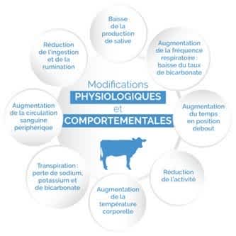 30.04.2025_AN_Nieuwsbrief_Stress thermique 2