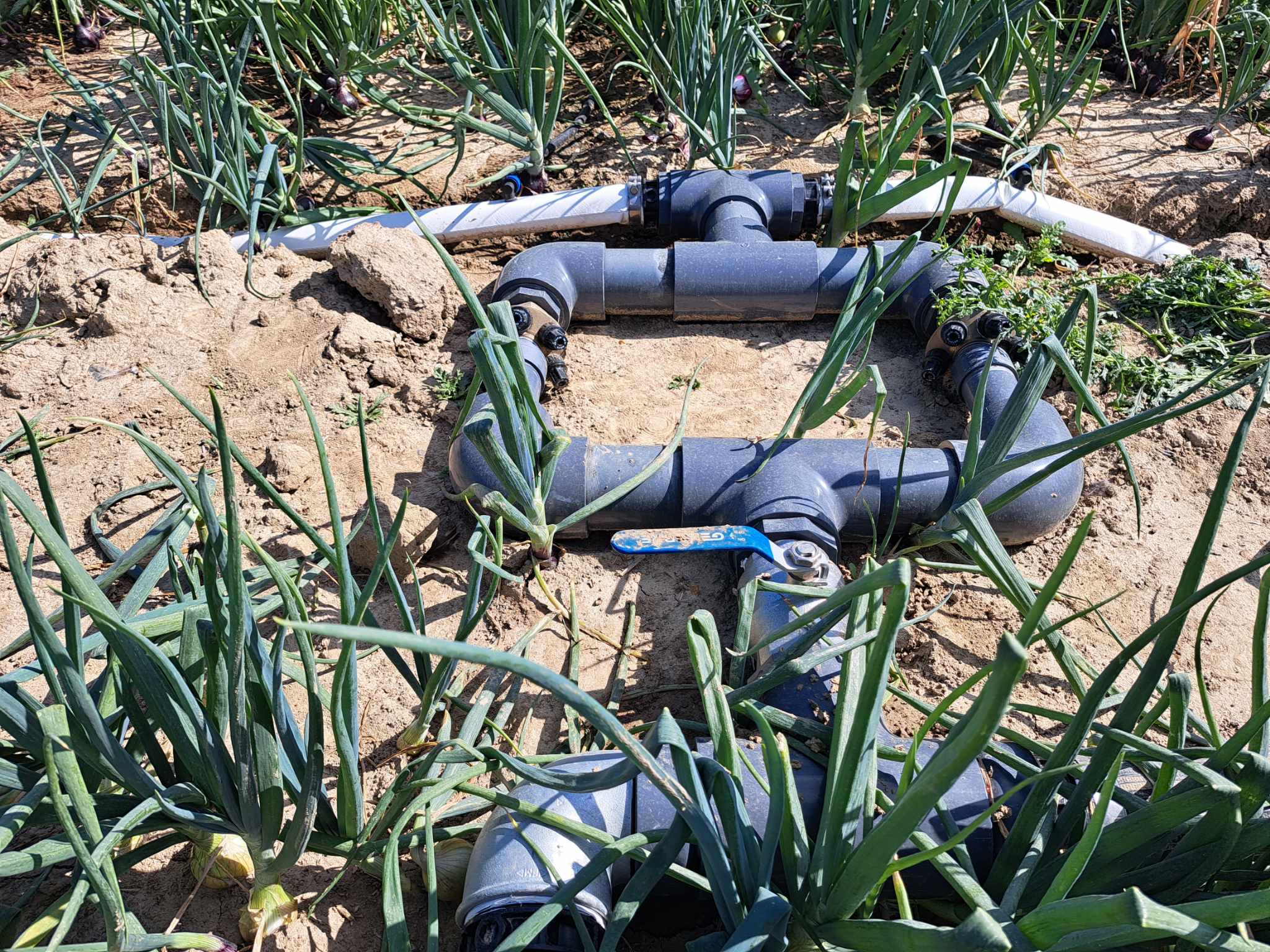 Fertigatie: de slimste stap naar een hogere opbrengst I&T2