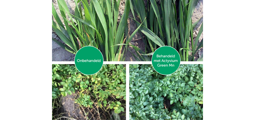 Mangaantekort figuur 6