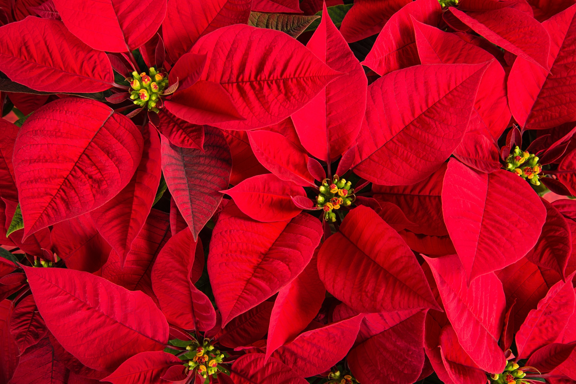 hero image: Kerstster