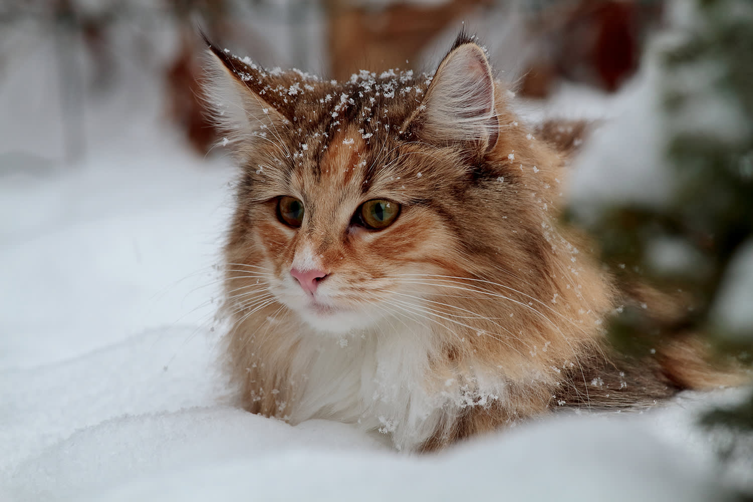 Kat in de sneeuw - Aveve