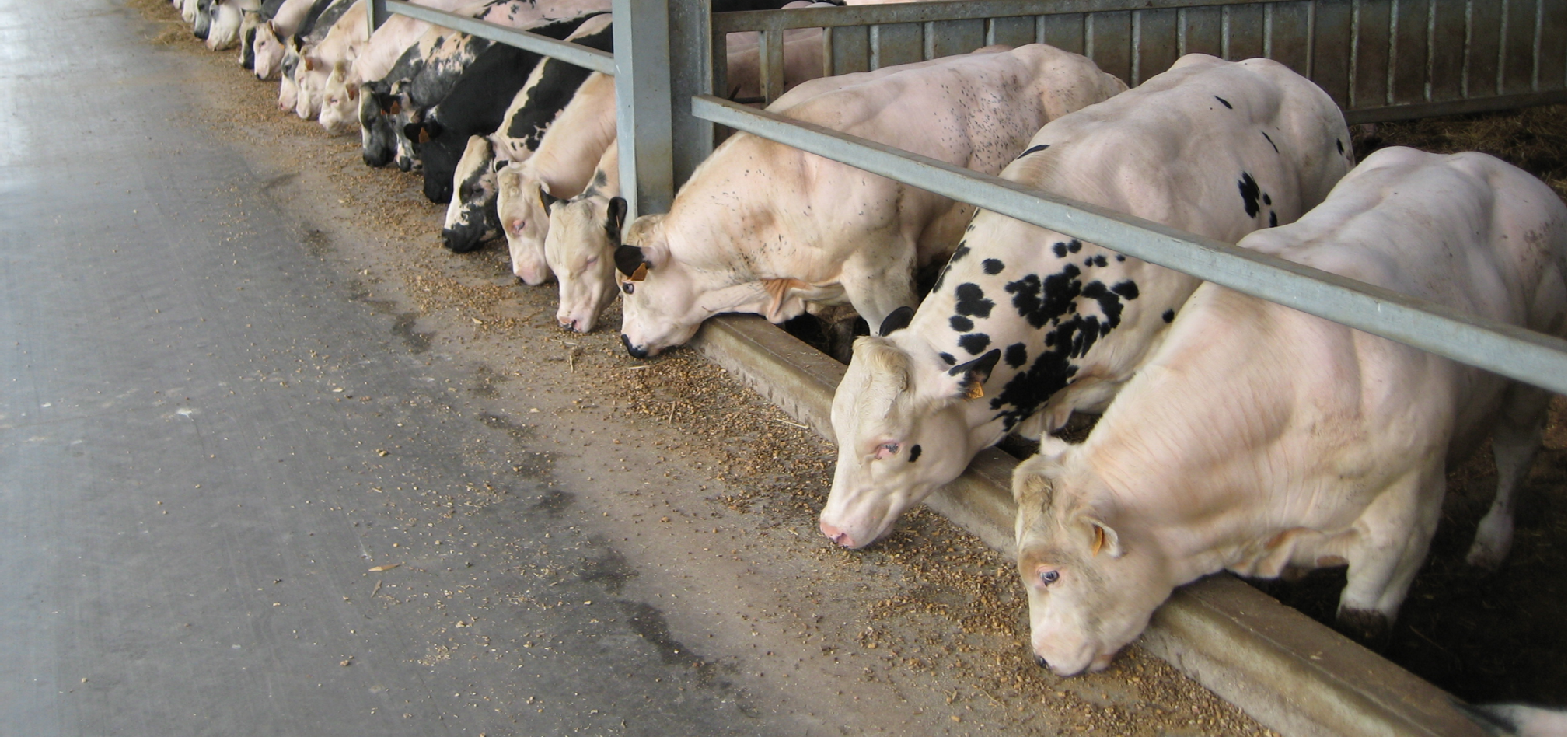 Vleesvee groei 968x455px