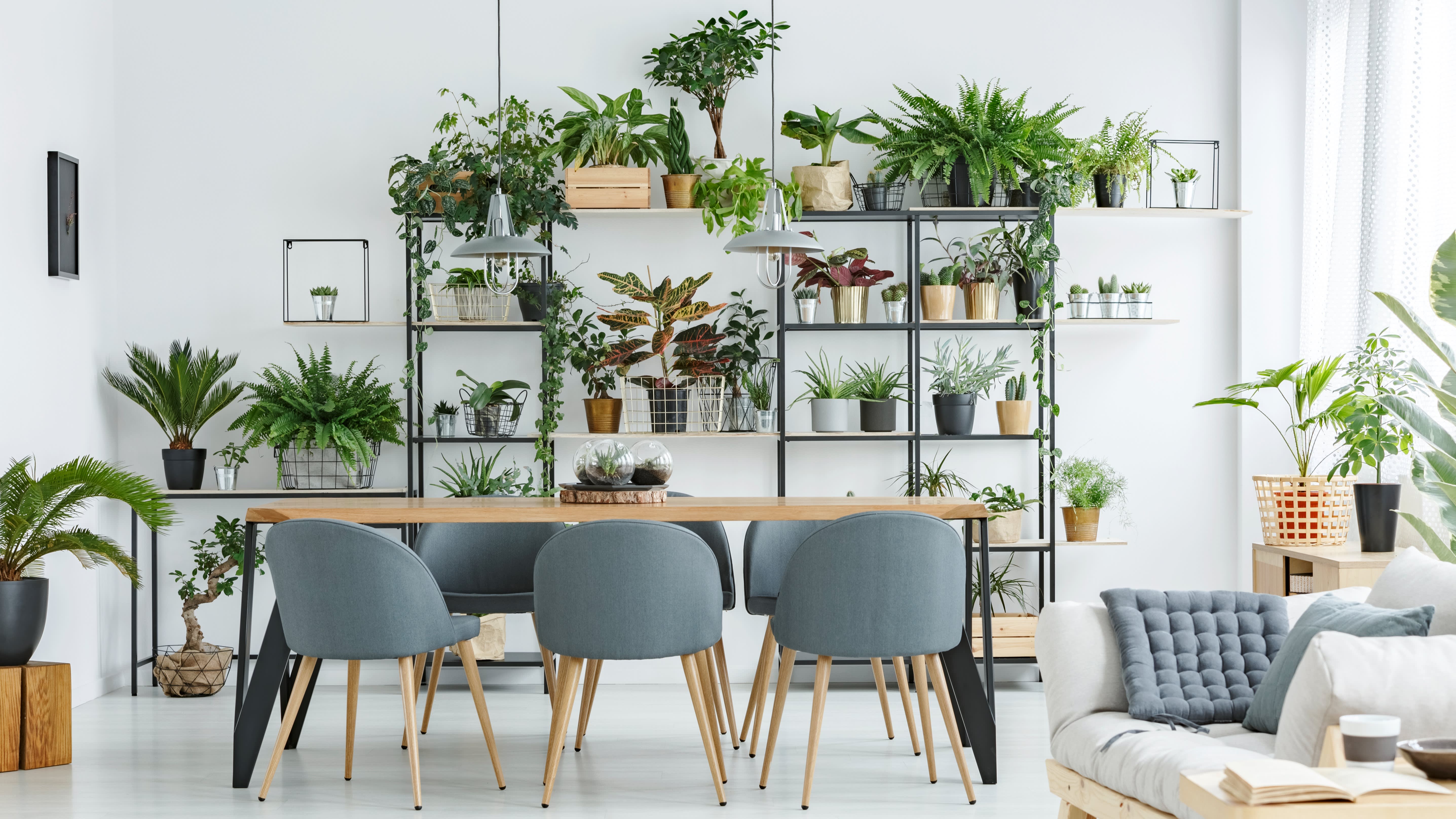 Image d’une salle de séjour avec de nombreuses plantes - Aveve