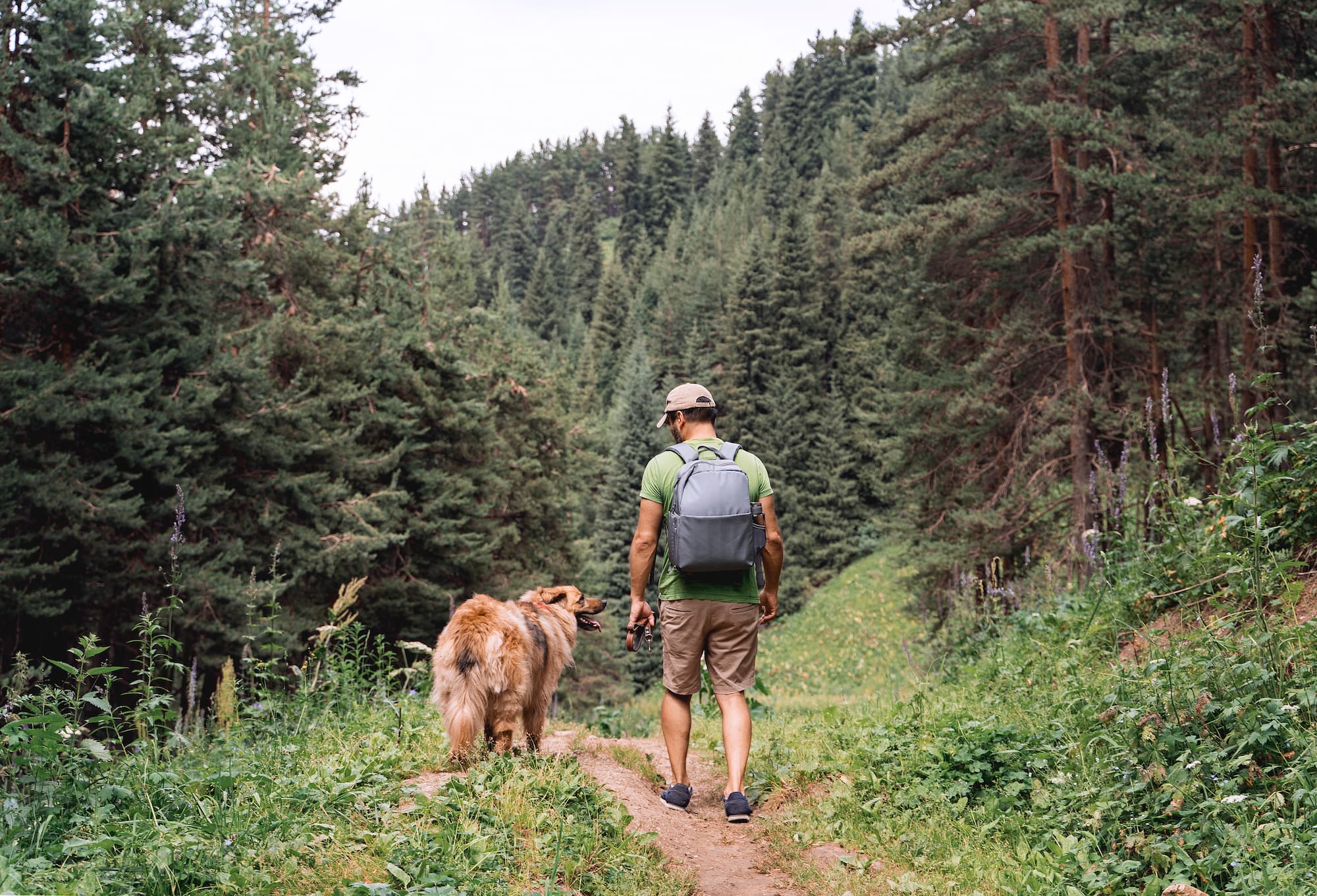 Chien en pleine randonnée dans les bois - Aveve