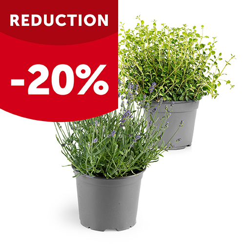 Coupon Tissu Plantes Aromatiques - Dimensions 37 X 53 Cm, Coton Multicolore Neuf