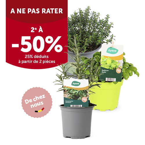 2e à -50 % sur les herbes aromatiques belges en pot de Ø 10,5 cm et 13 cm