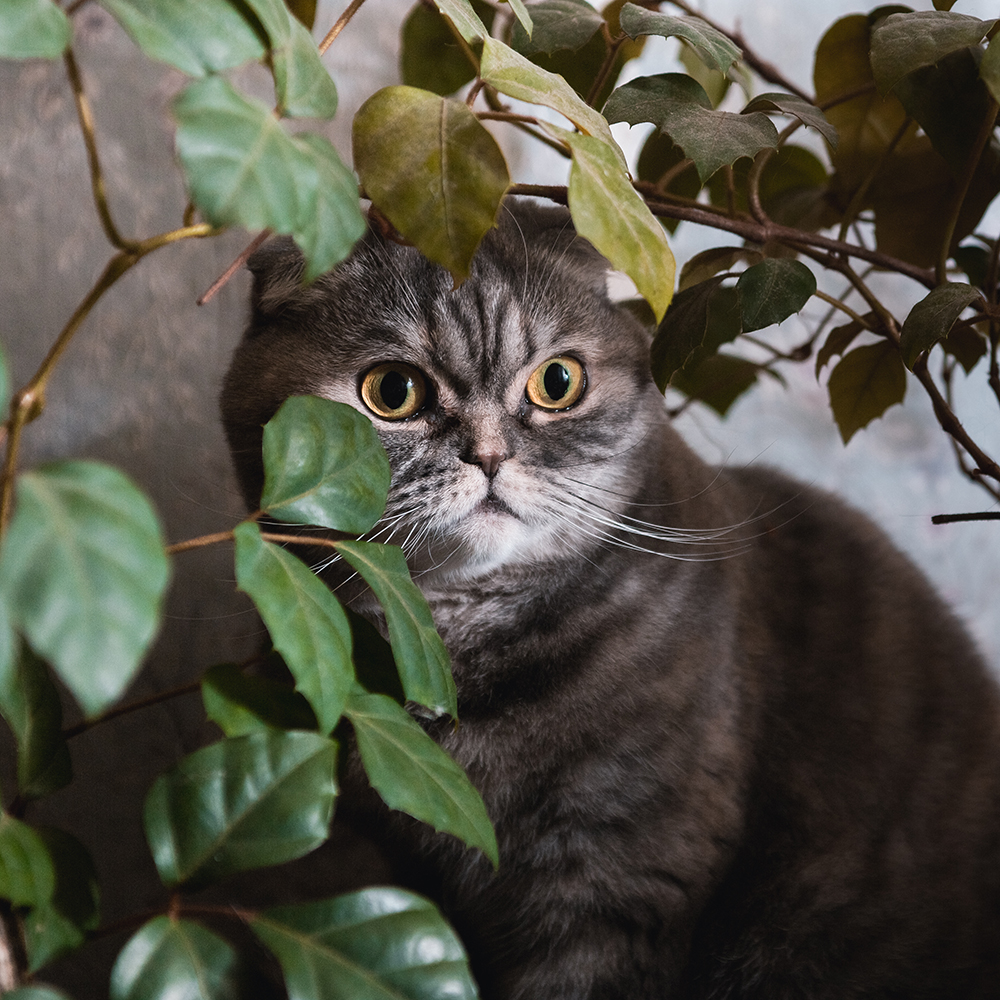 Image d’un chat derrière une grande plante d’intérieur