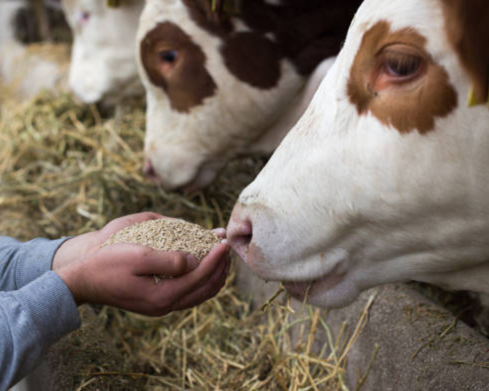 Plant-Based Protein & Starch for Animal Nutrition I&T1