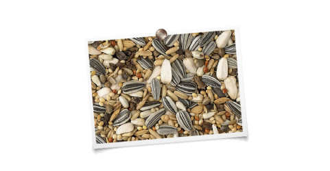 foto mengeling King grote parkieten