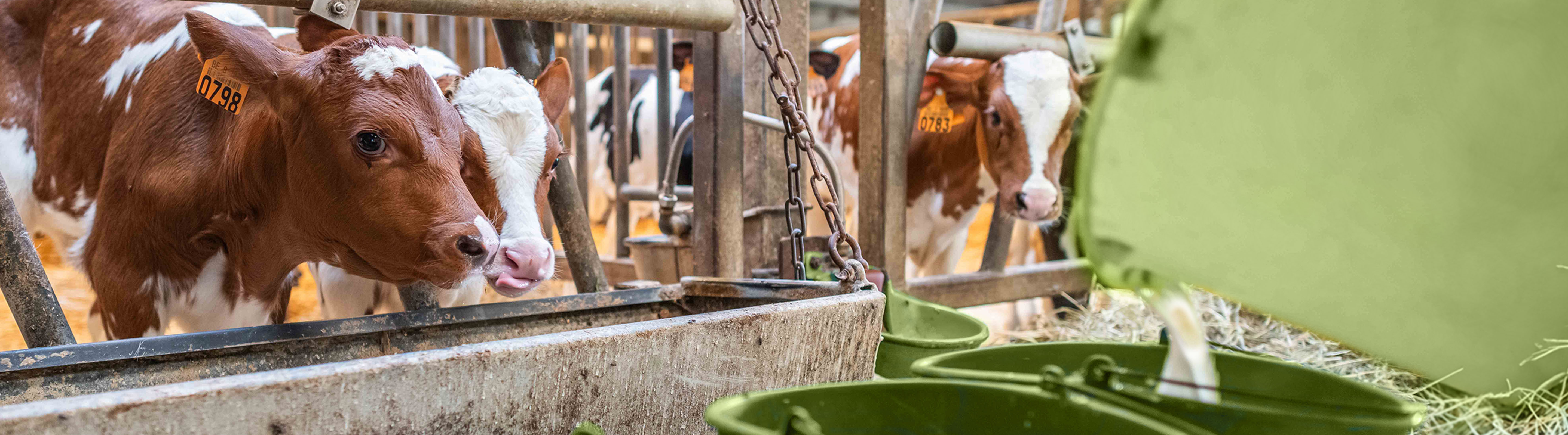 Kalb trinkt Milch im Stall
