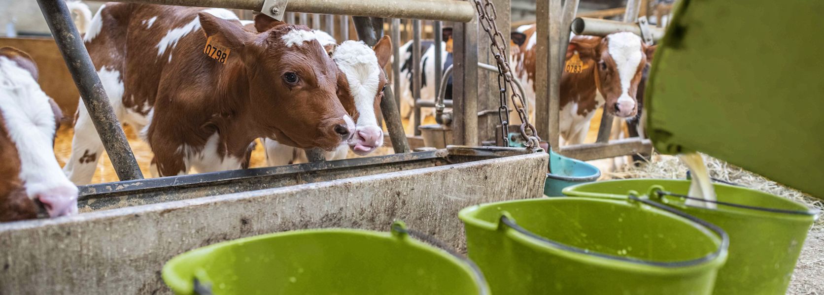 veau boit du lait dans l'étable