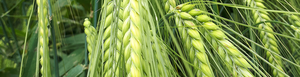 KWS Chilis image & text