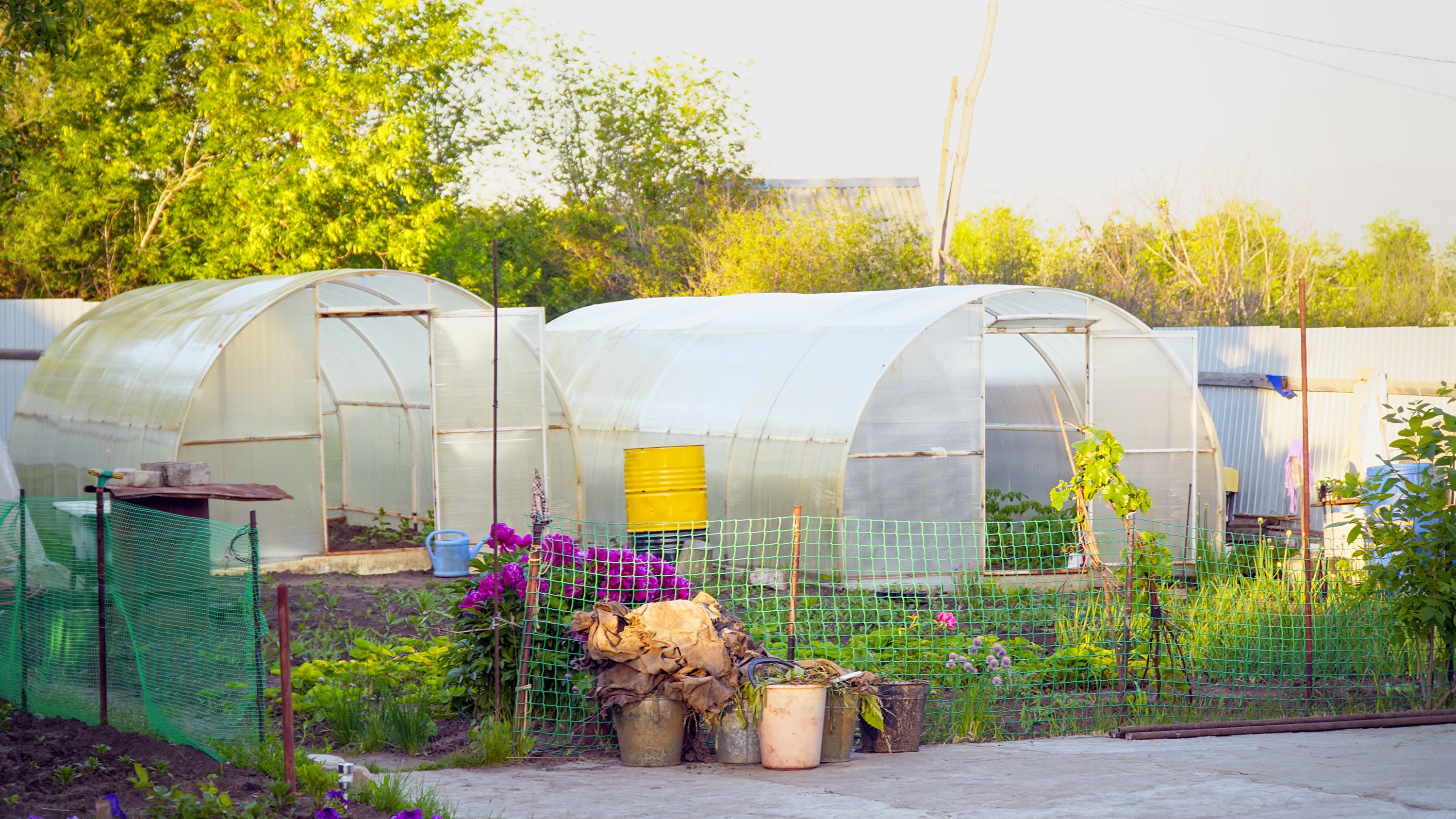 Tout savoir sur la culture de légumes sous serre - Aveve