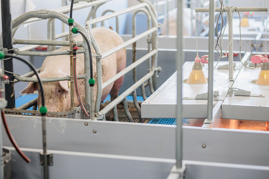 01.06.2026_Nieuwsbrief_AN_Hittestress varkens