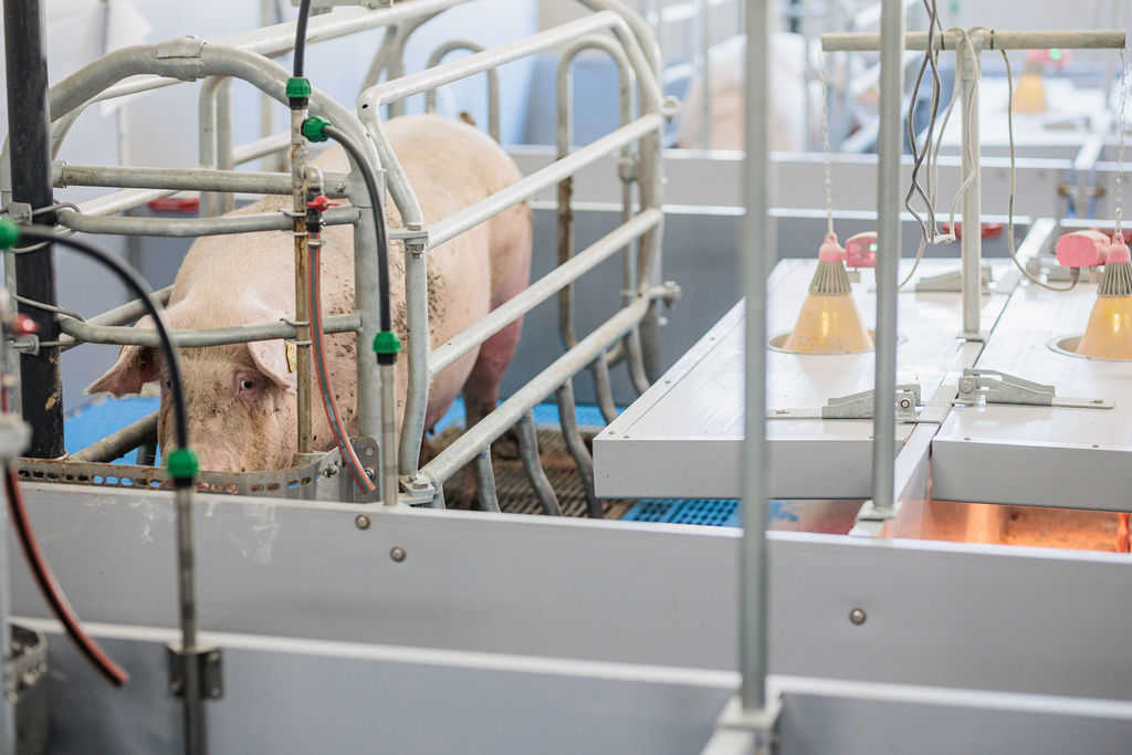 01.06.2026_Nieuwsbrief_AN_Hittestress varkens