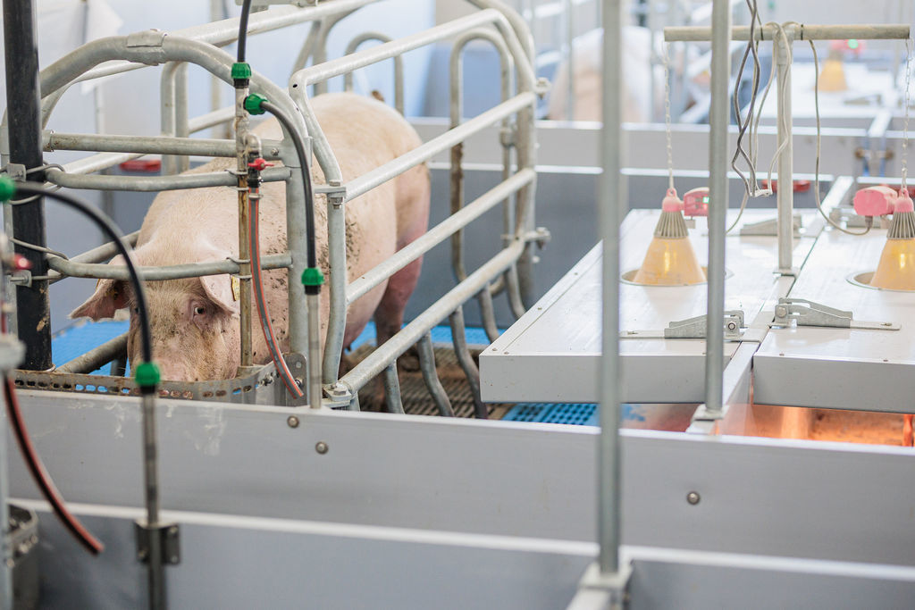 01.06.2026_Nieuwsbrief_AN_Hittestress varkens