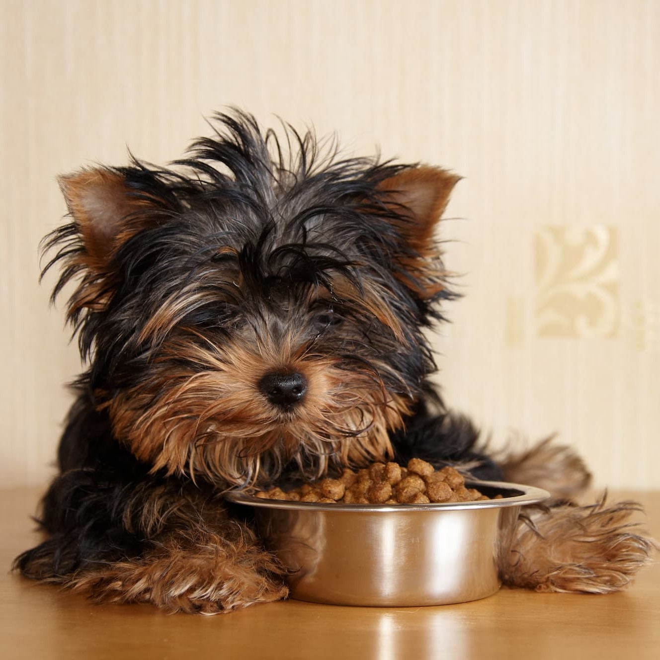 Gezonde voeding voor honden - Aveve