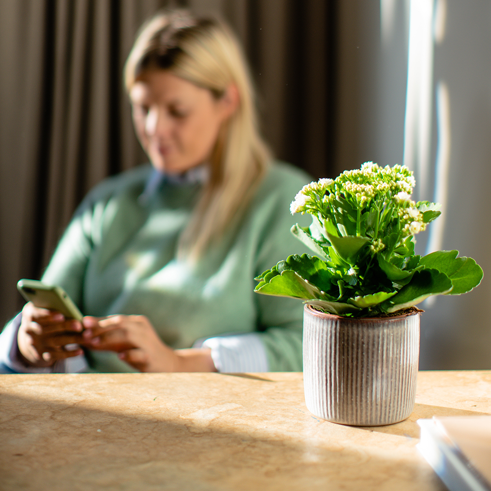 Afbeelding van een jonge Kalanchoë - Aveve