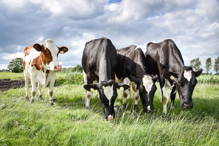 Cows