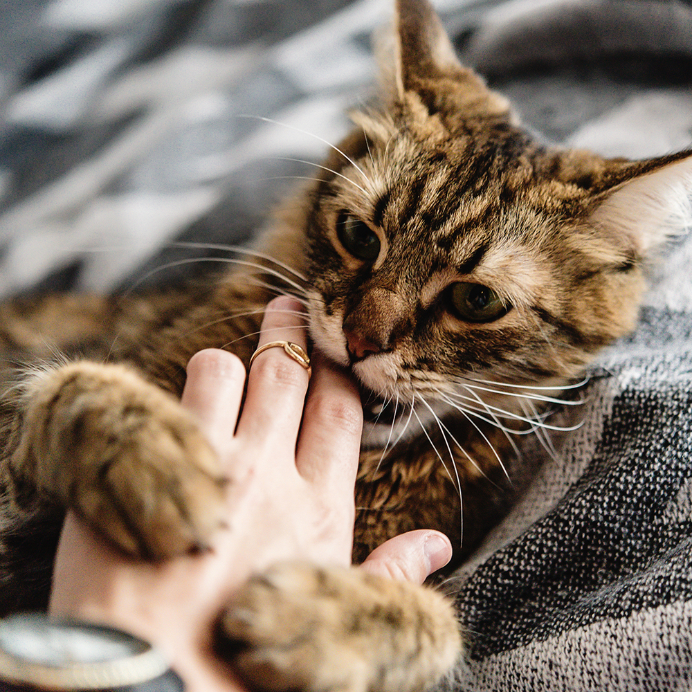 Chat qui joue à mordre la main – Aveve