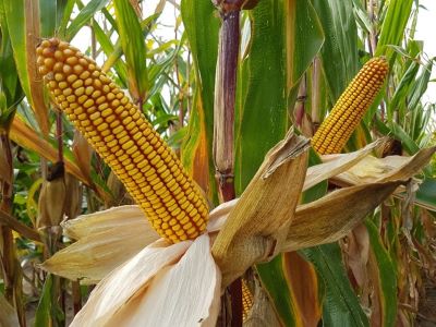 03.02 Nieuwsbrief Silomaïs rassen Image