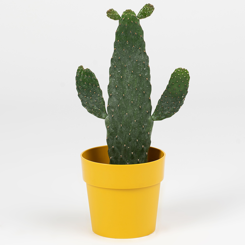 Afbeelding van een vijgcactus in een pot - Aveve