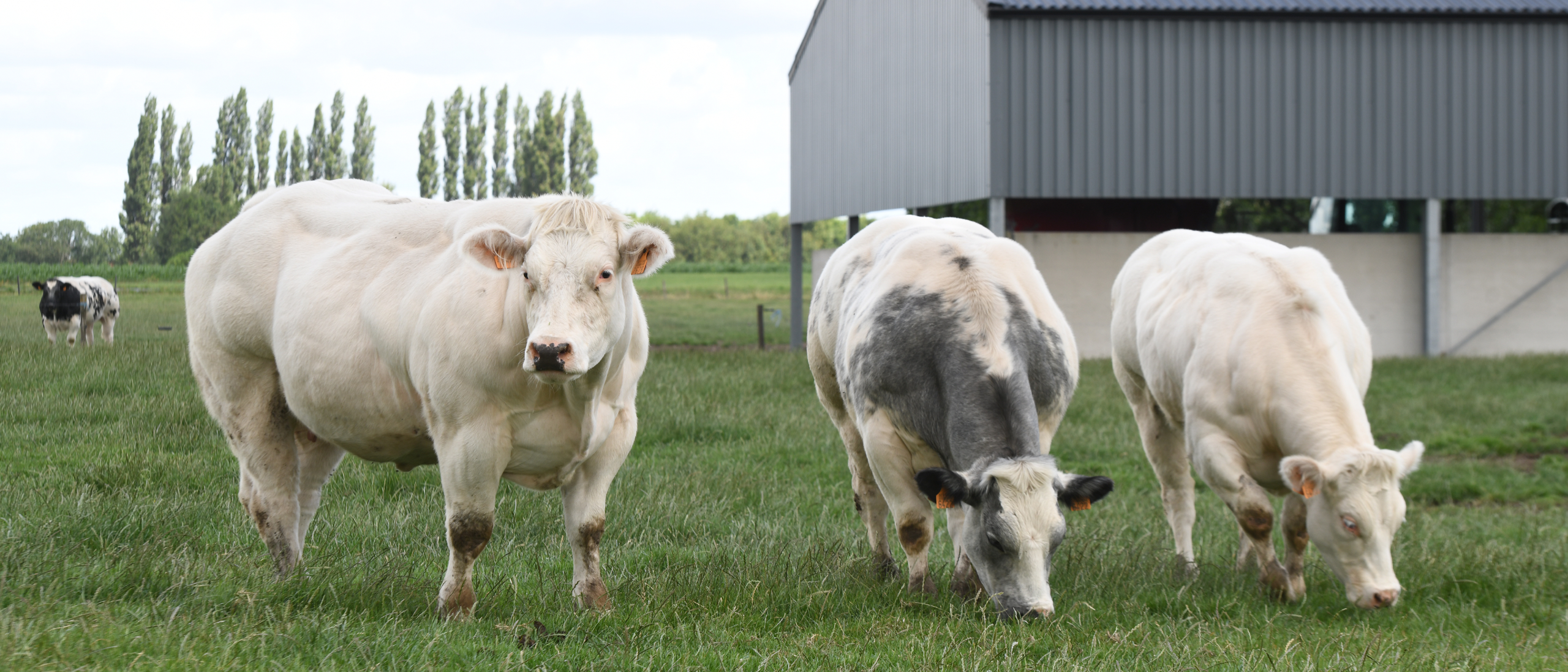 Vleesvee banner 1920x823px