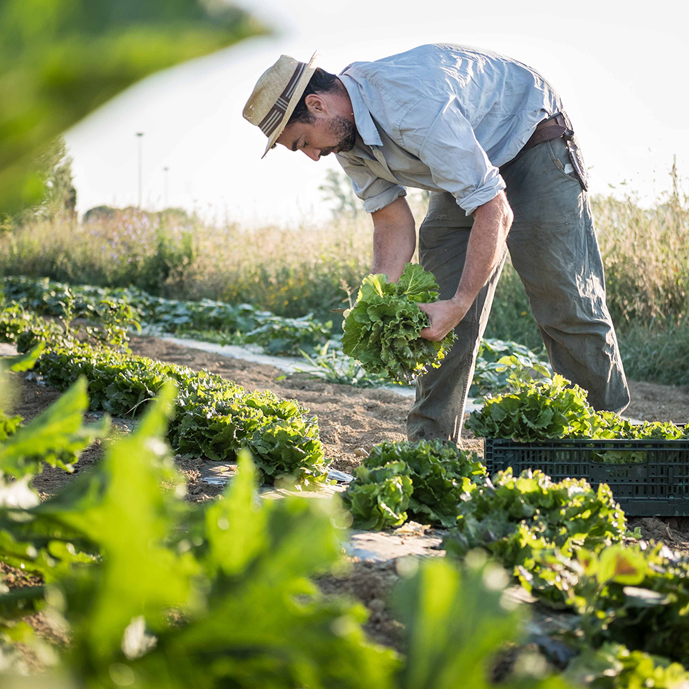 zaaien of planten in moestuin serre -